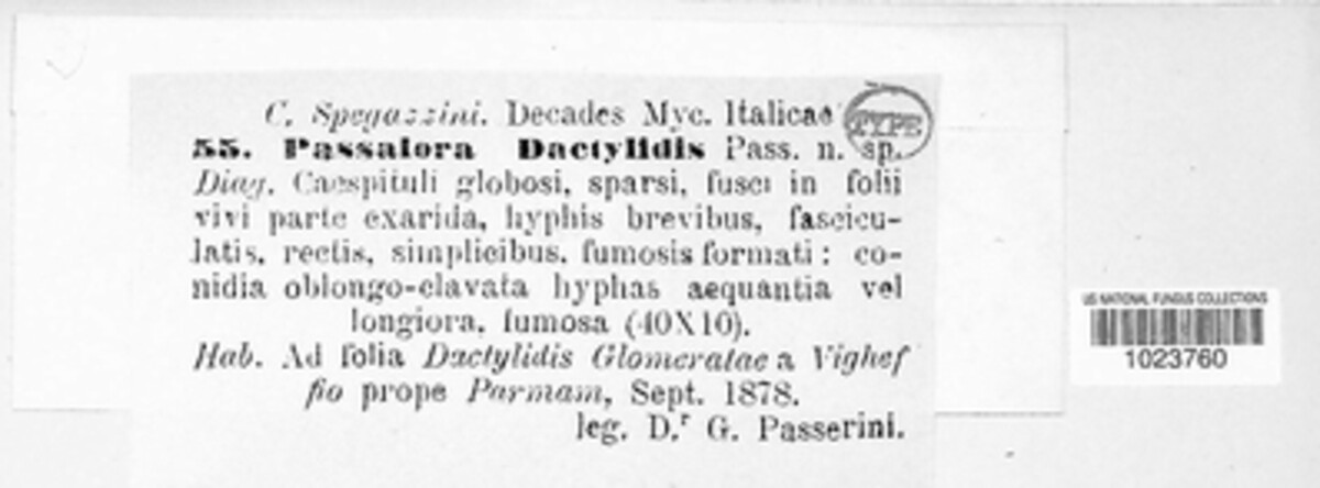 Passalora dactylina image
